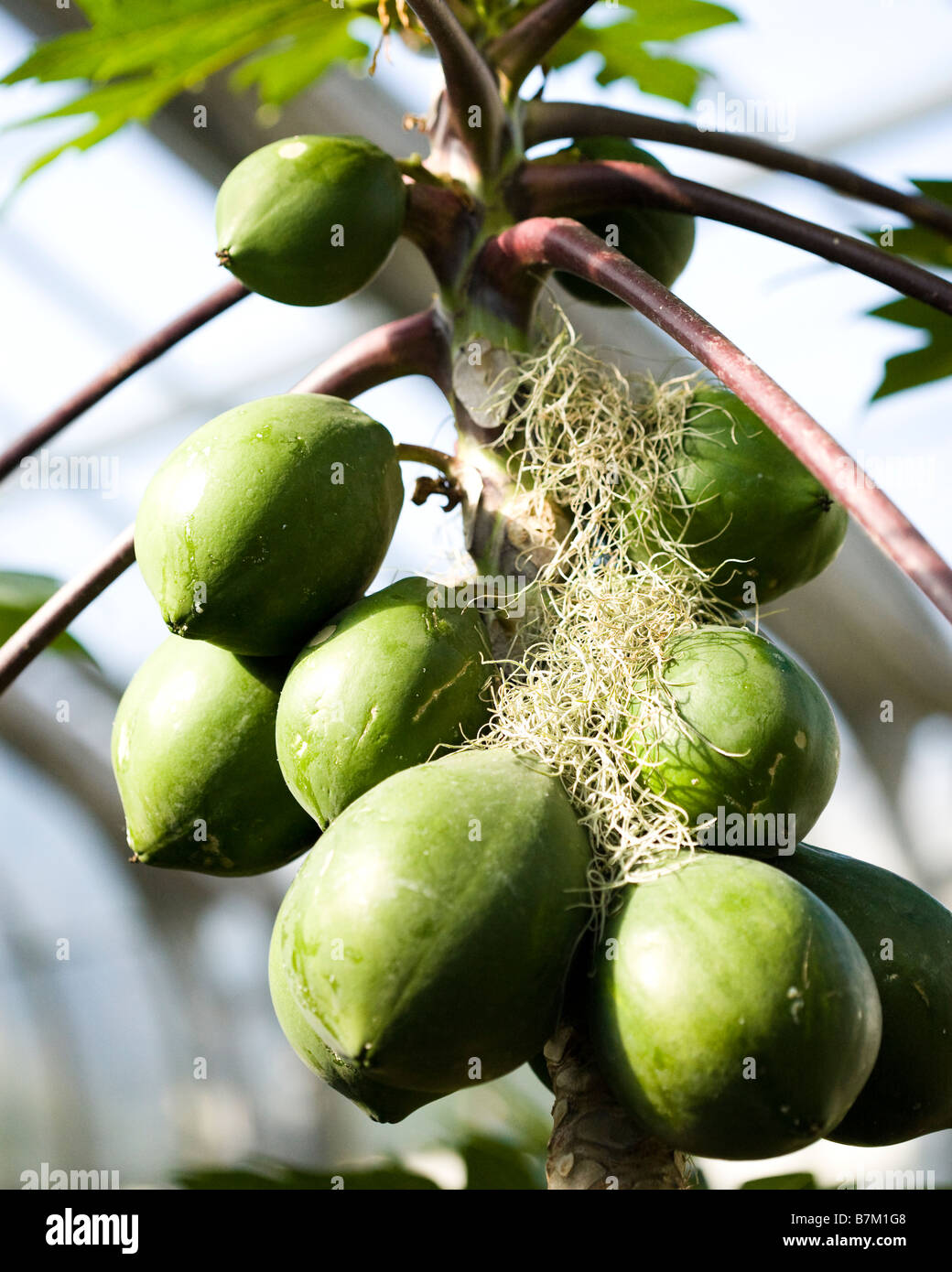Tropical Dwarf Papaya (Carica papaya) Stock Photo