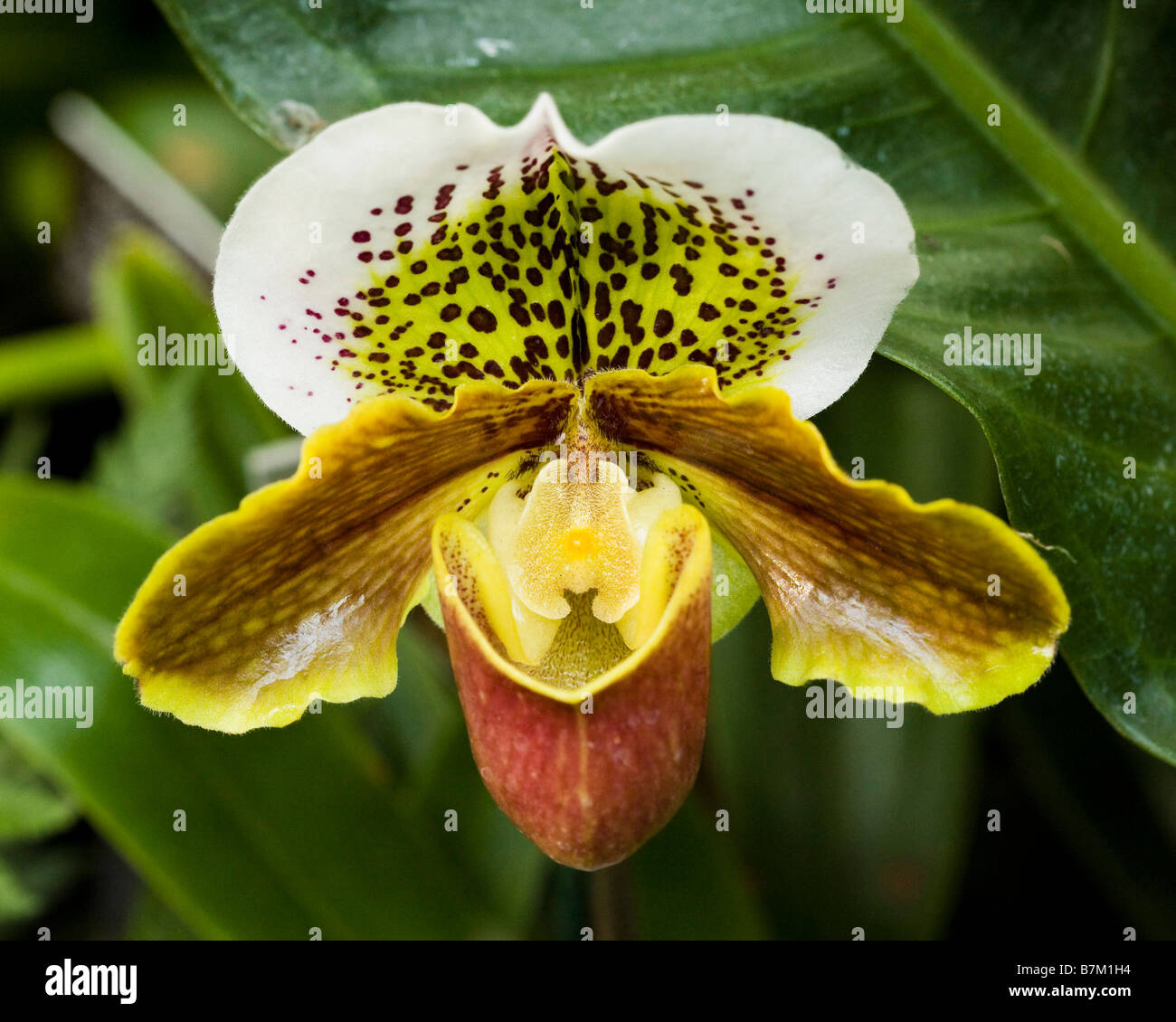 Atlas orchid (Paphiopedilum Baldet) Stock Photo