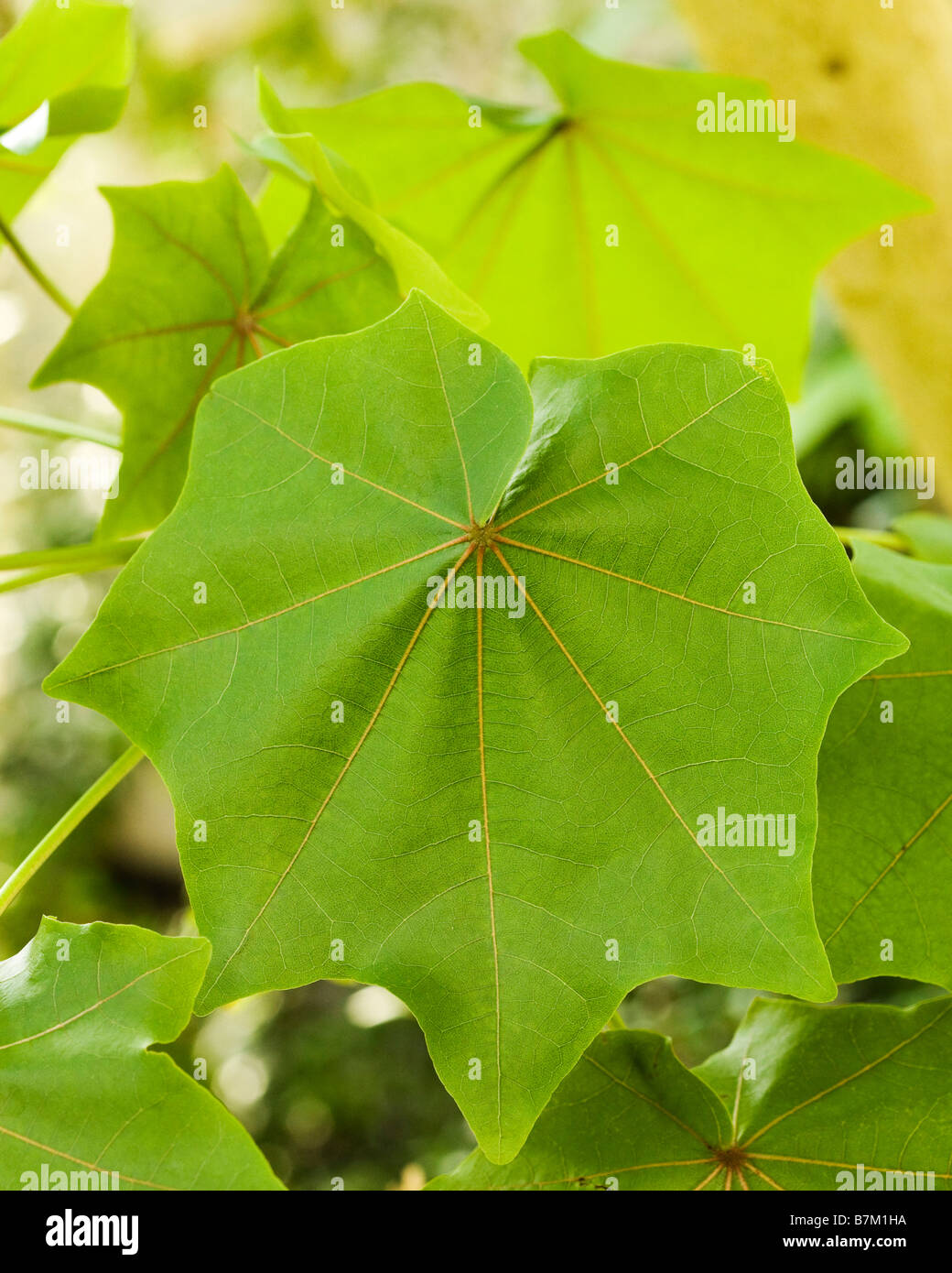 Hawaii treecotton (Kokia drynarioides Stock Photo Alamy