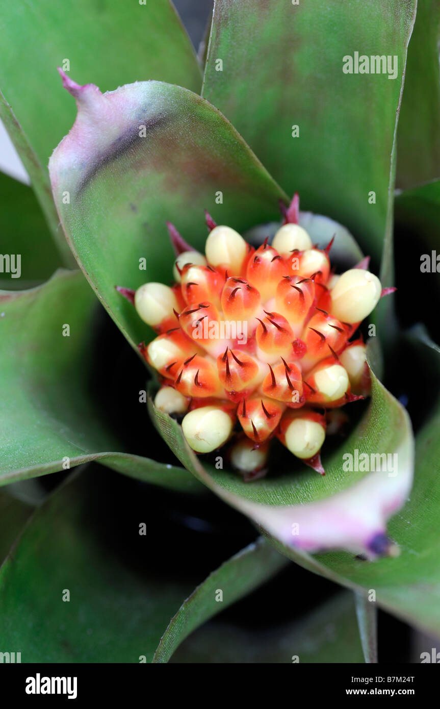 bromeliad sp species variant red flower closeup close up macro detail red orange Stock Photo