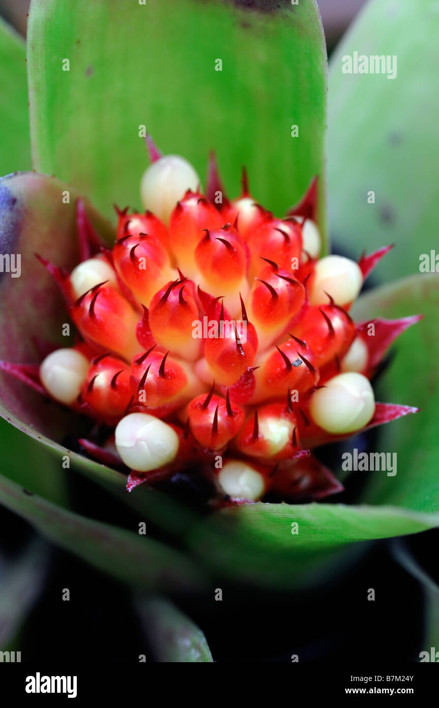 bromeliad sp species variant red flower closeup close up macro detail red Stock Photo