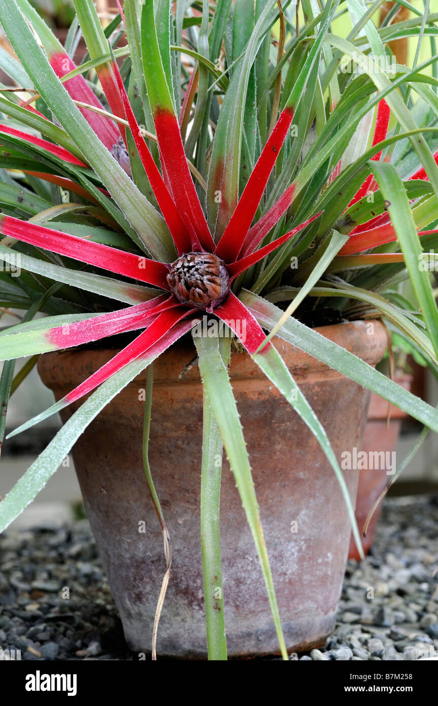 bromeliad sp species variant red flower closeup close up macro detail red orange terra cotta pot plant Stock Photo