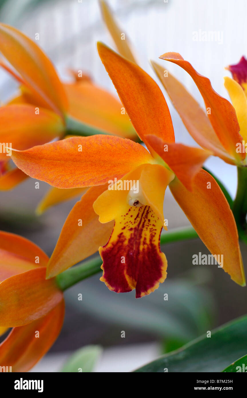cattleya hybrid orchid orange flowers open bloom blossom unusual exotic Stock Photo