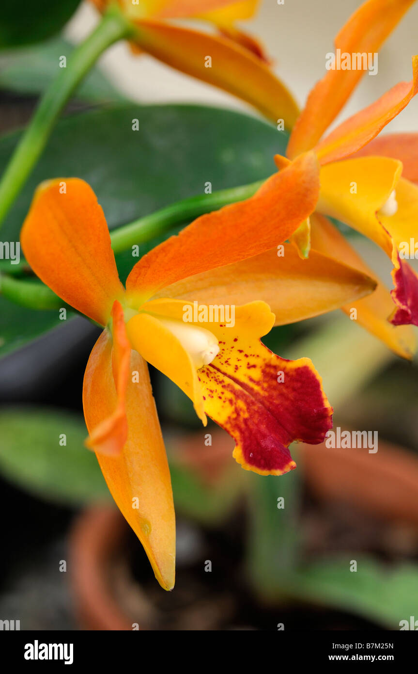 cattleya hybrid orchid orange flowers open bloom blossom unusual exotic Stock Photo