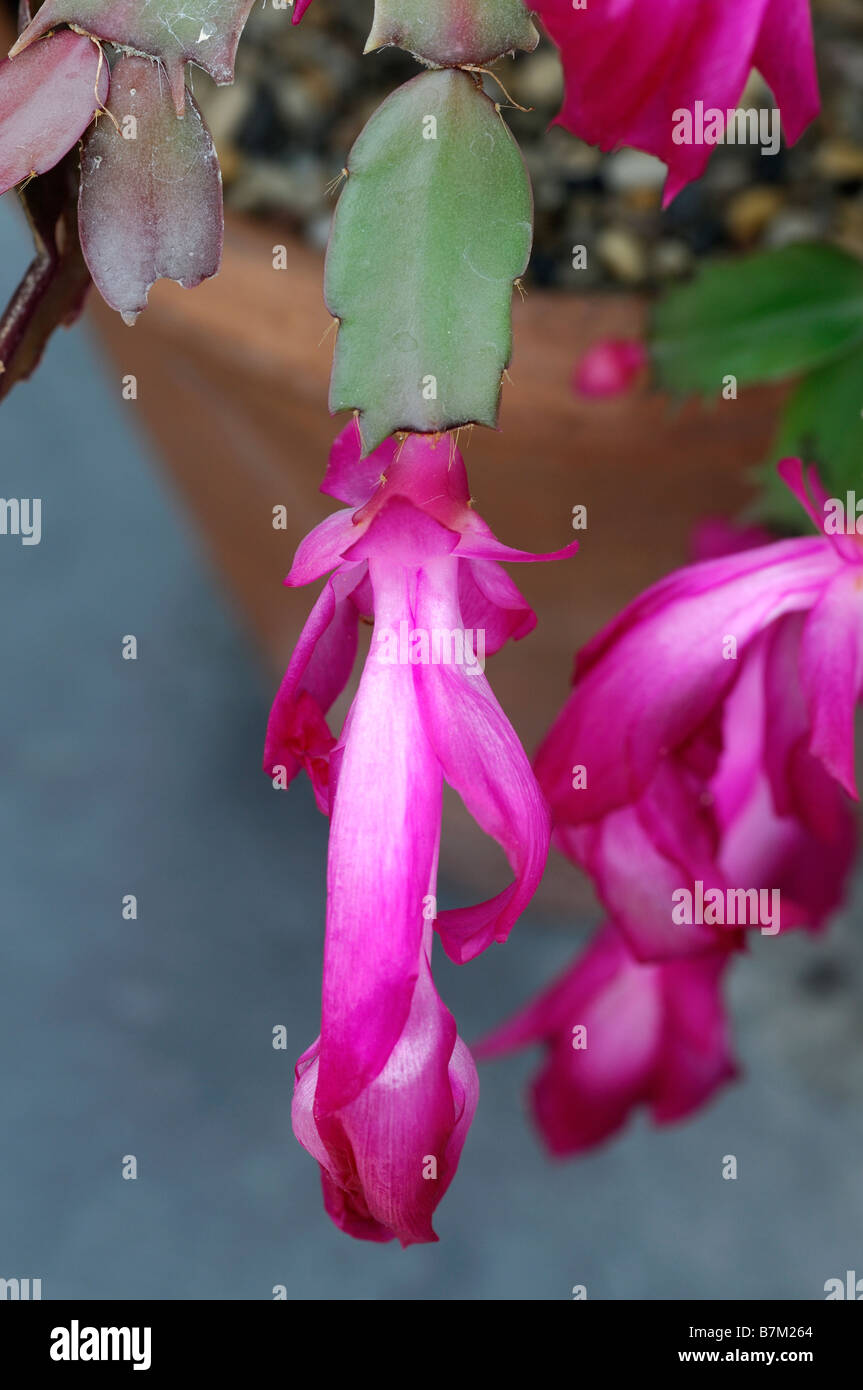 Flower Schlumbergera home care, reproduction and photo 41 Flower Schlumbergera home care, reproduction and photo 92
