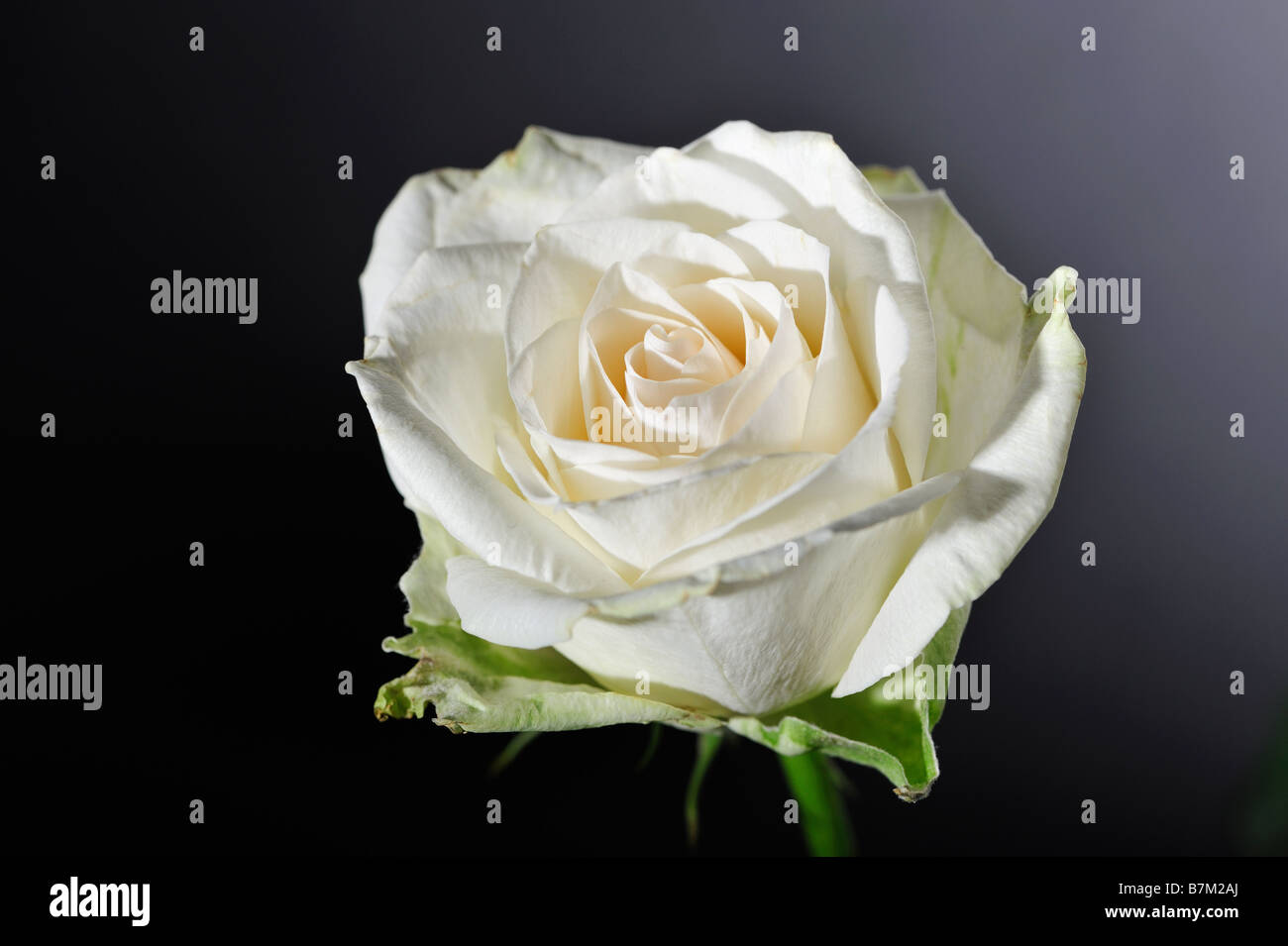 Close up shot of a white rose Stock Photo