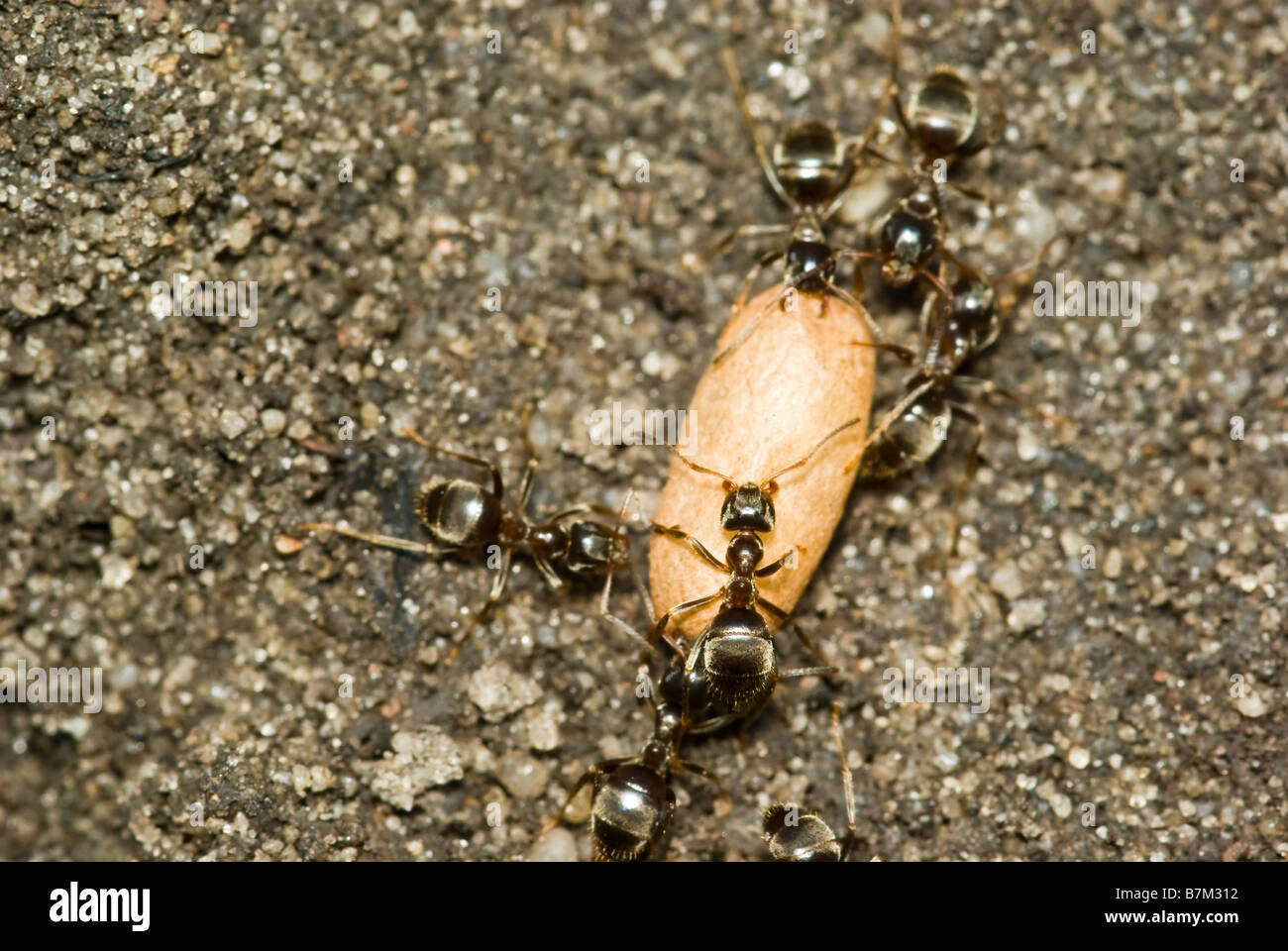 Ant eggs hires stock photography and images Alamy