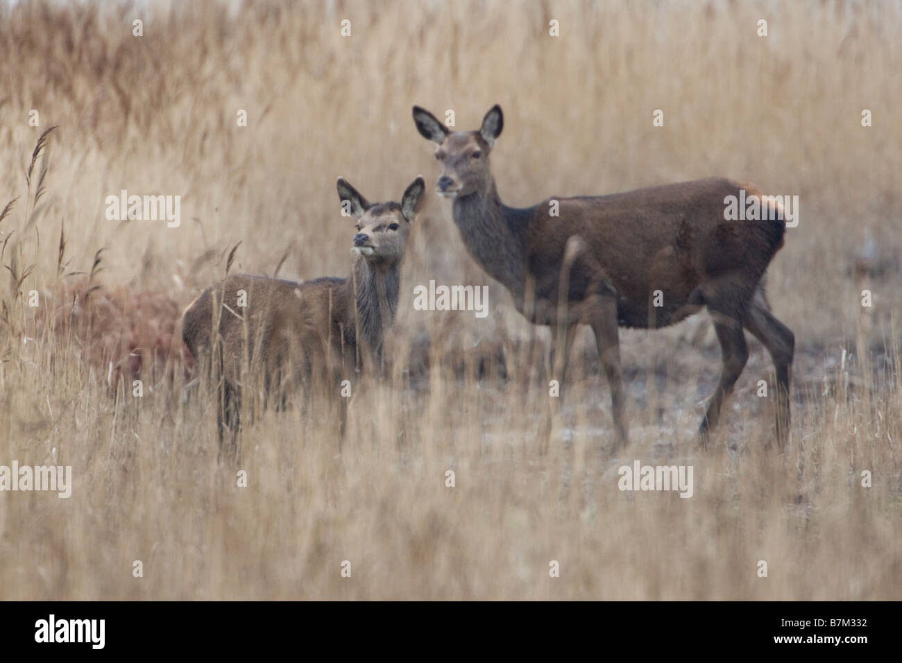 Red Deer Cervus elaphus Stock Photo - Alamy