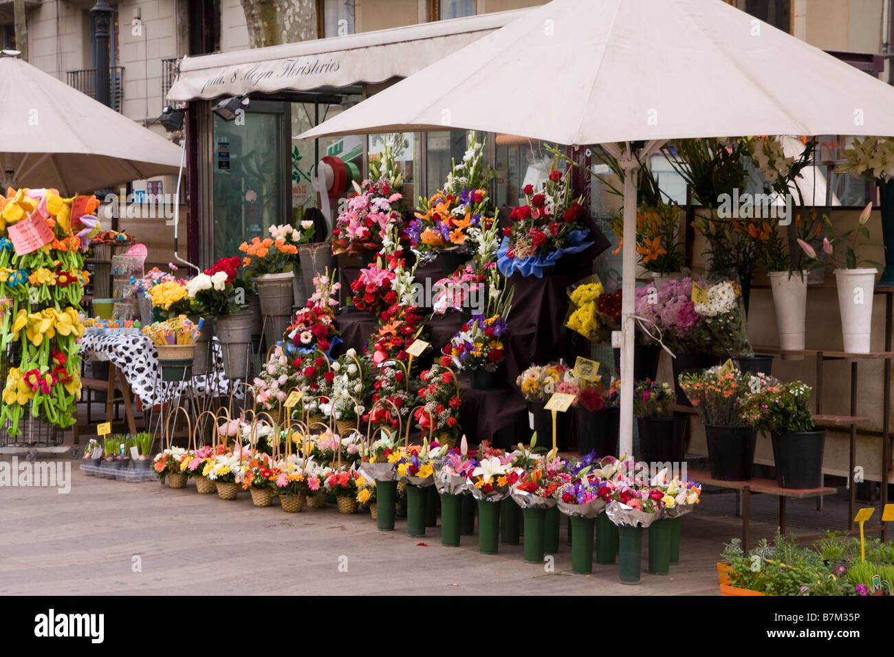 Flower stalls on La Rambla in Barcelona Spain Stock Photo Alamy