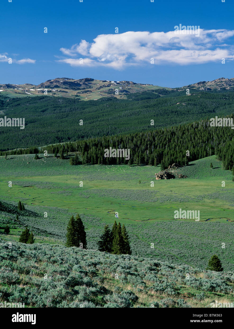 Crooked Creek area, Bighorn National Forest, Wyoming Stock Photo Alamy