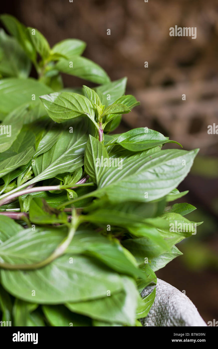 Close up of basil leaves on a stall Pak Khlong Talad fresh fruit and vegetable market in Bangkok