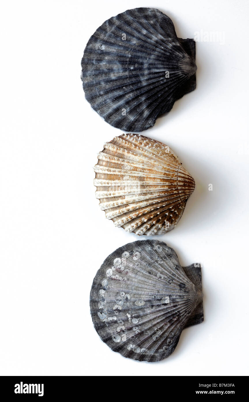 three scallop shells seashell white background cutout detail closeup