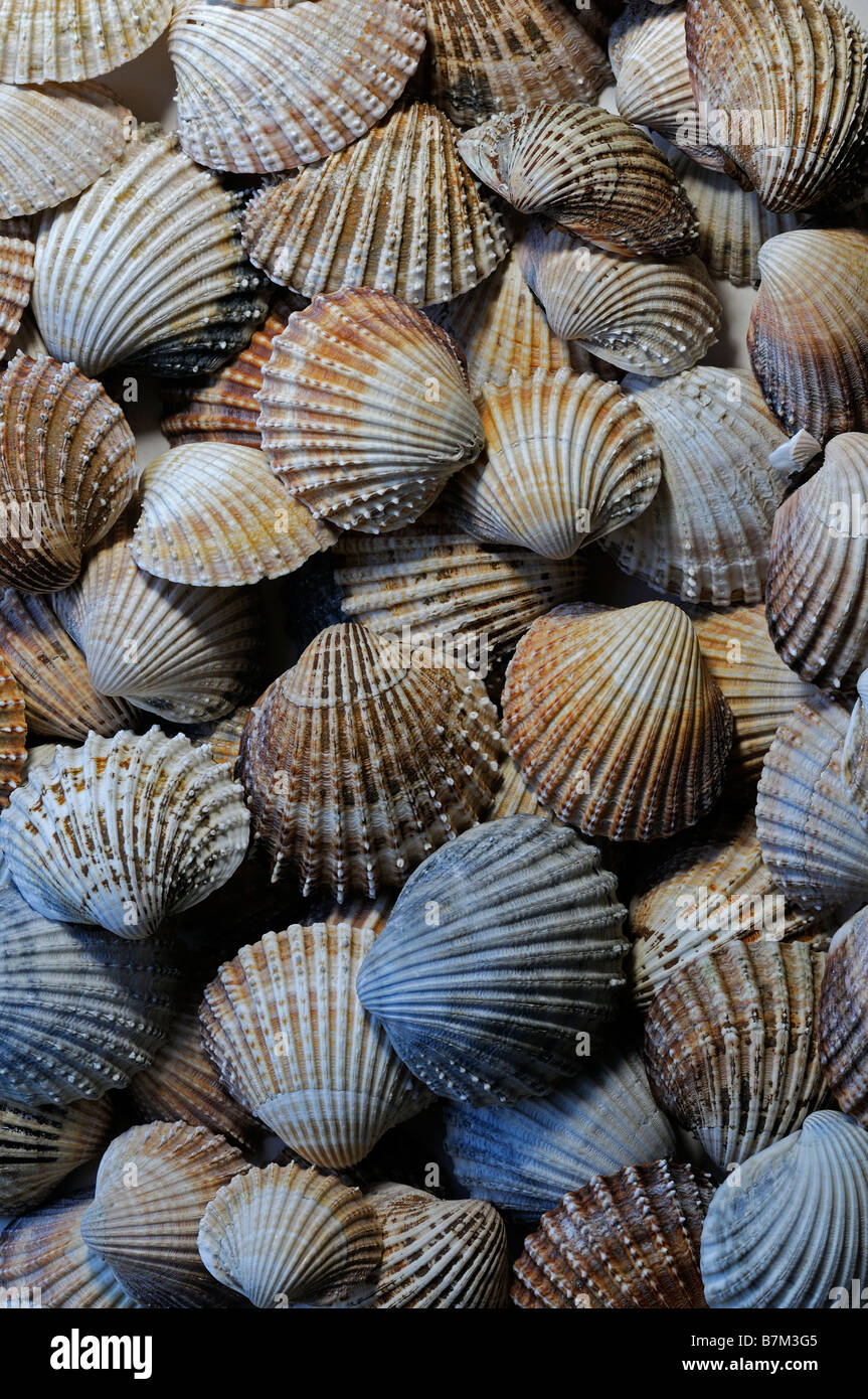 large group mix mixed assorted assortment scallop cockel shells many ...