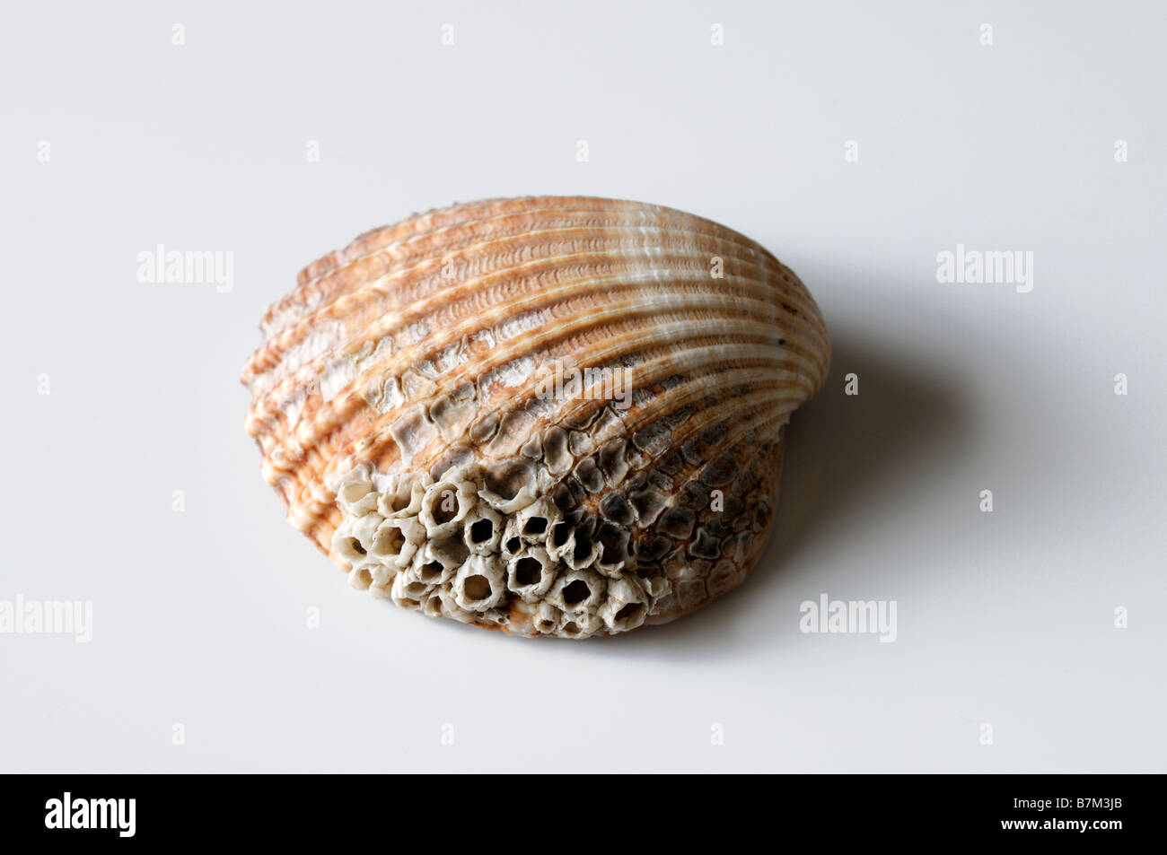 one single scallop shell seashell white background cutout detail closeup close up ribs ribbed radial Stock Photo