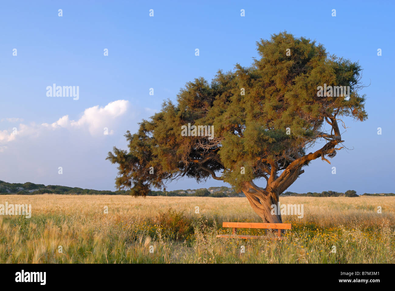 Lonely tree on wheat hi-res stock photography and images - Alamy