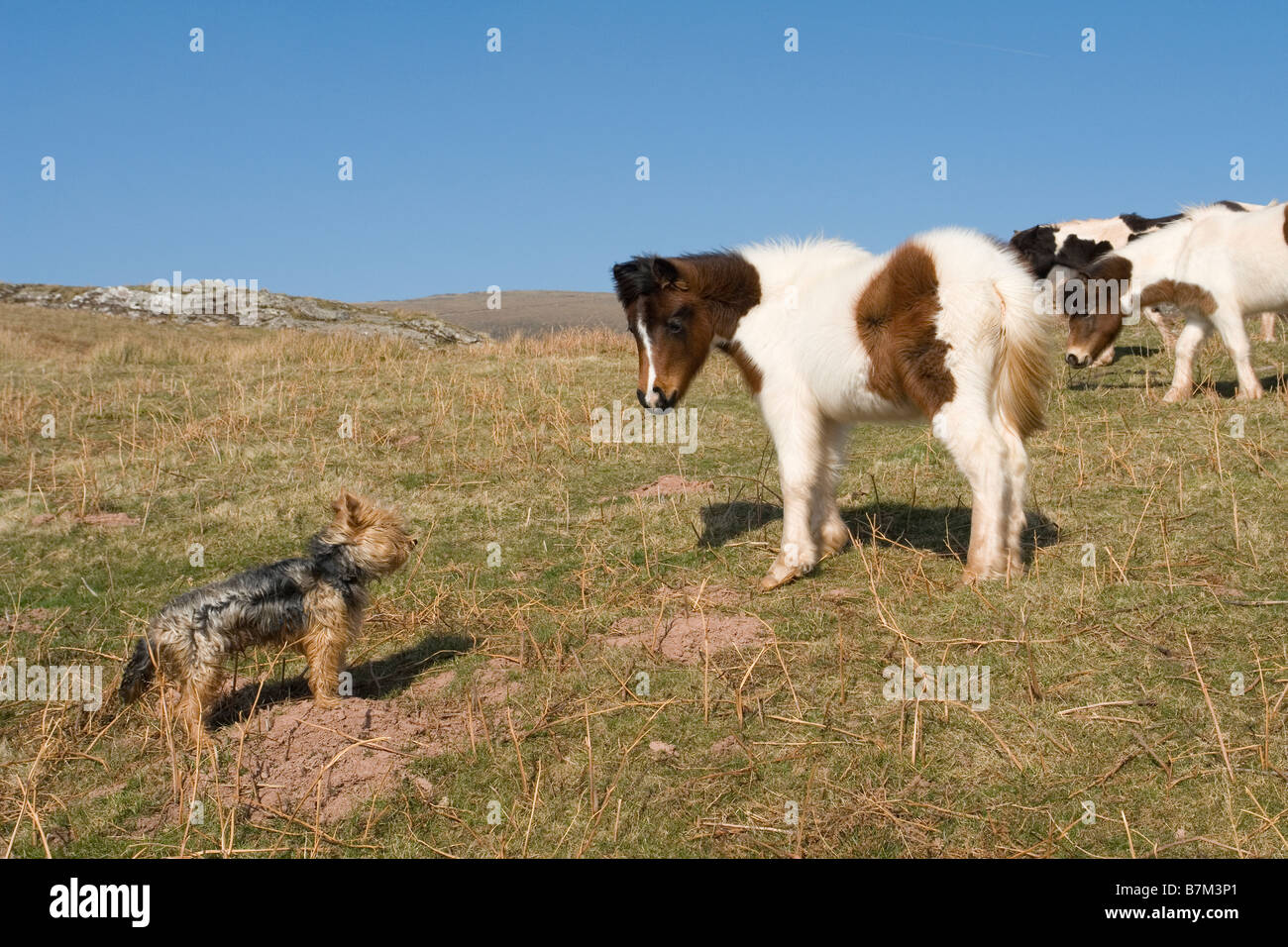 Mutual curiosity between young animals (France). Curiosité réciproque entre deux jeunes animaux (France). Stock Photo