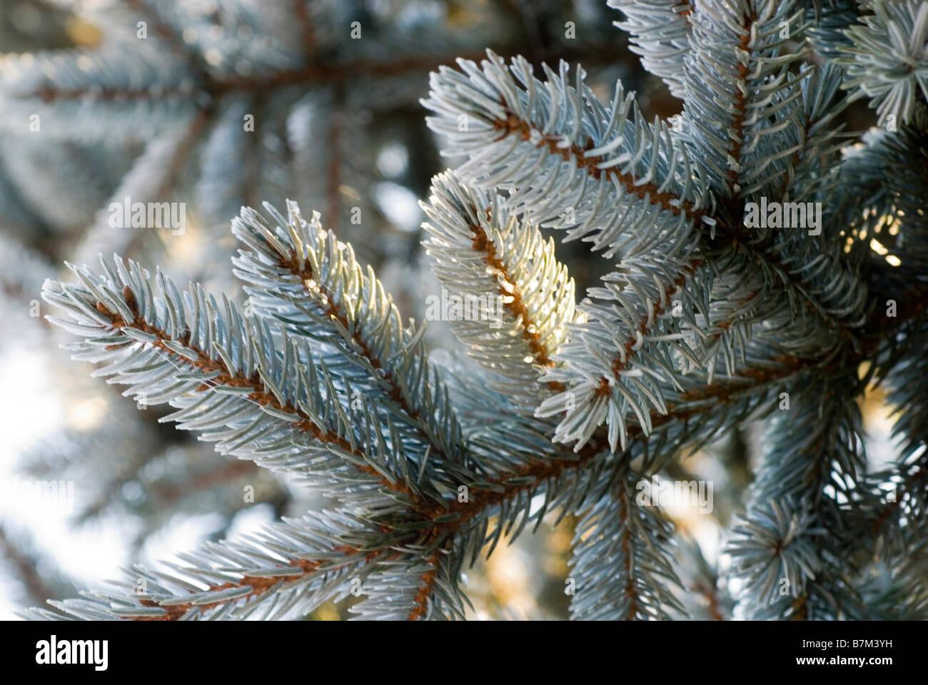 Conifer branches with melting frost Stock Photo