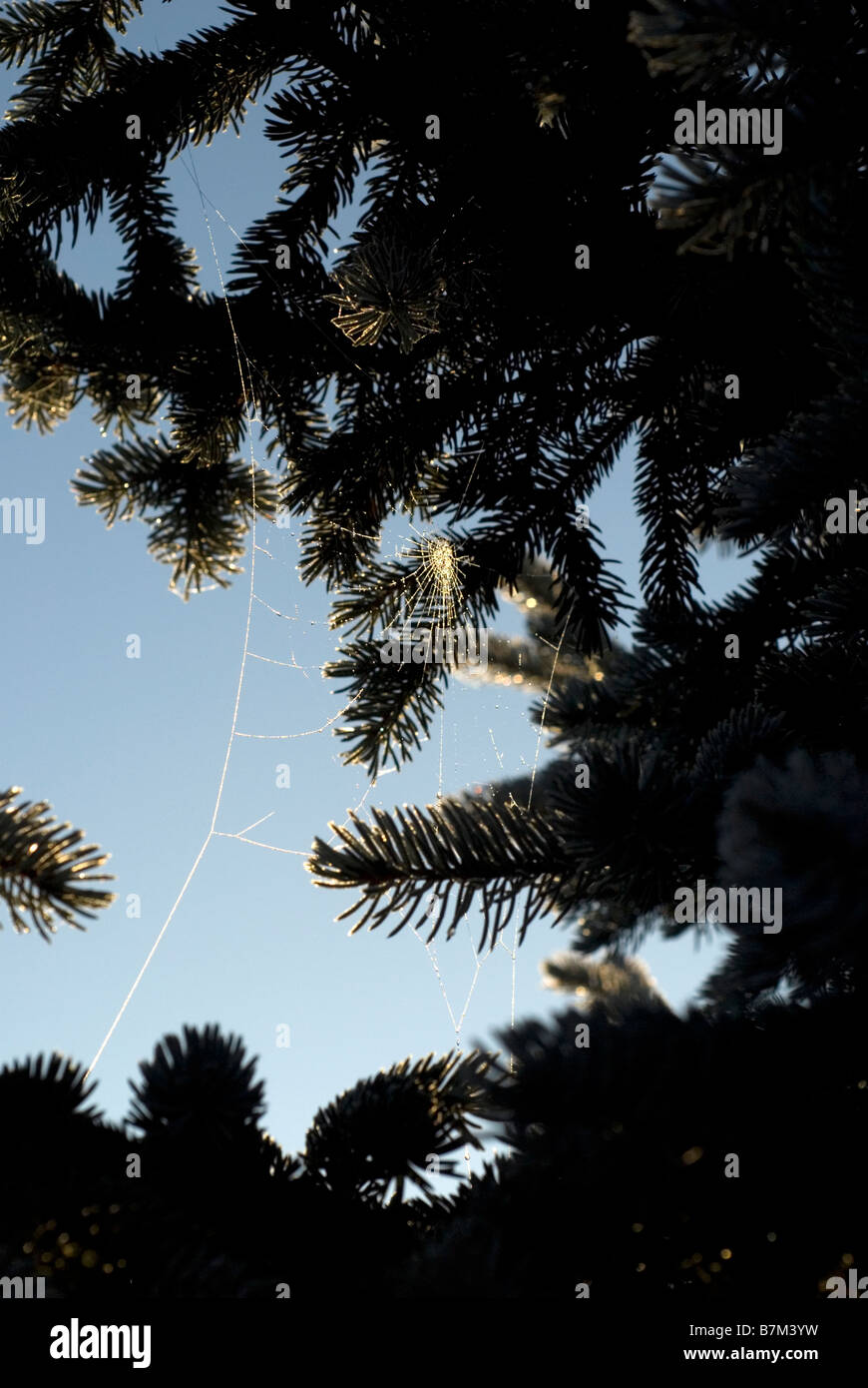 Conifer with backlit cobweb Stock Photo