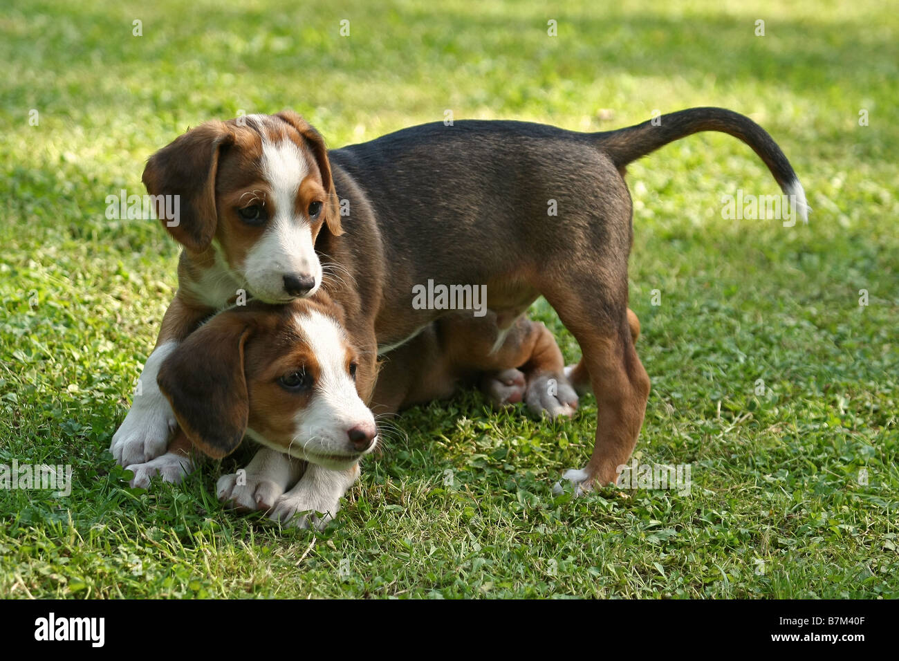 Braque Saint Germain puppies Stock Photo