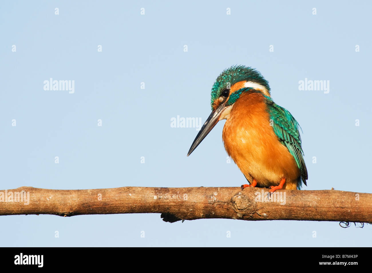 Alcedo atthis. Common European Kingfisher perched on a stick over a water well in the indian countryside. Andhra Pradesh, India Stock Photo