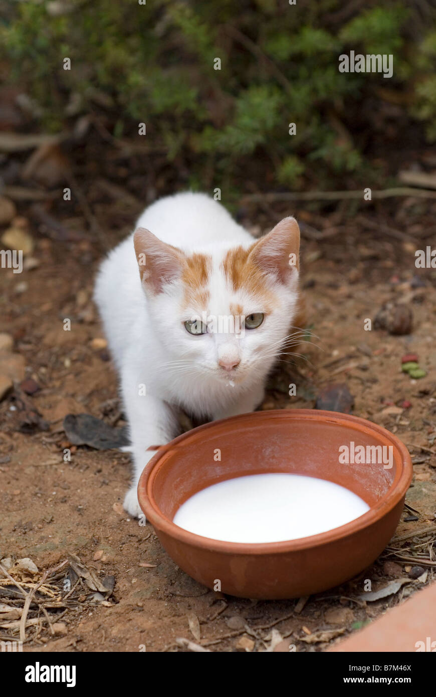 Kitten drinking from milk bowl, upright Stock Photo