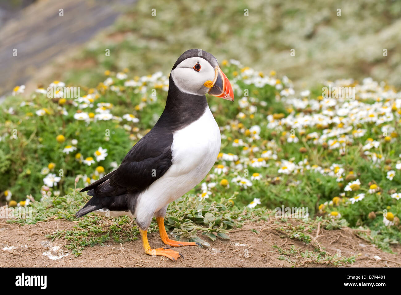 Puffin Stock Photo