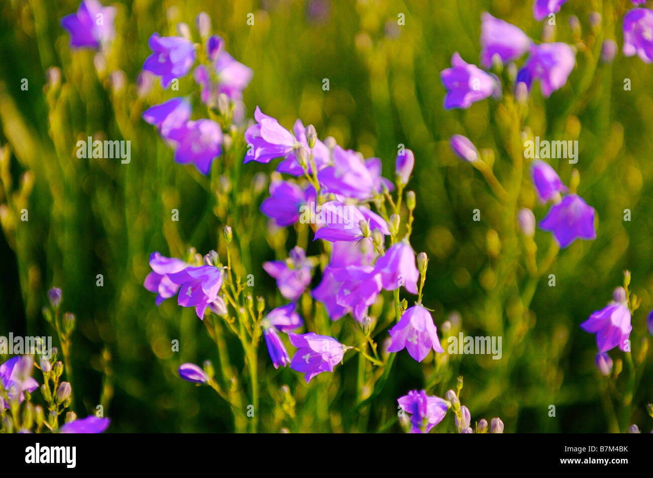 Purple flowers Northern Black Forest Germany Stock Photo