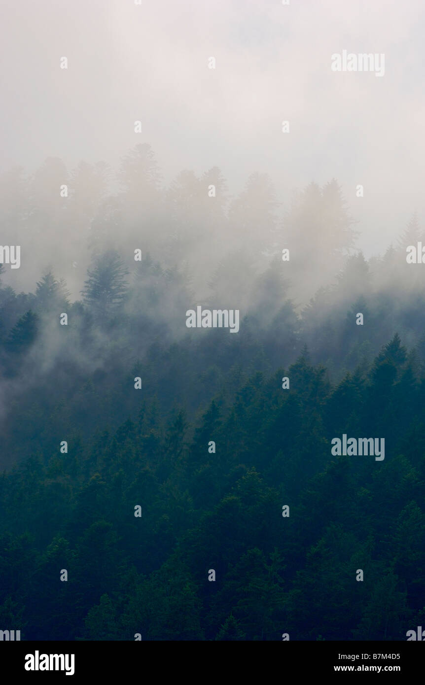 Evergreen trees in mist Northern Black Forest Germany Stock Photo