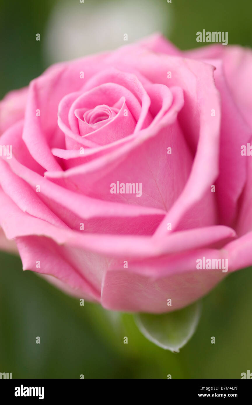 Soft Roser Leaves on soft rose hi-res stock photography and images - Alamy