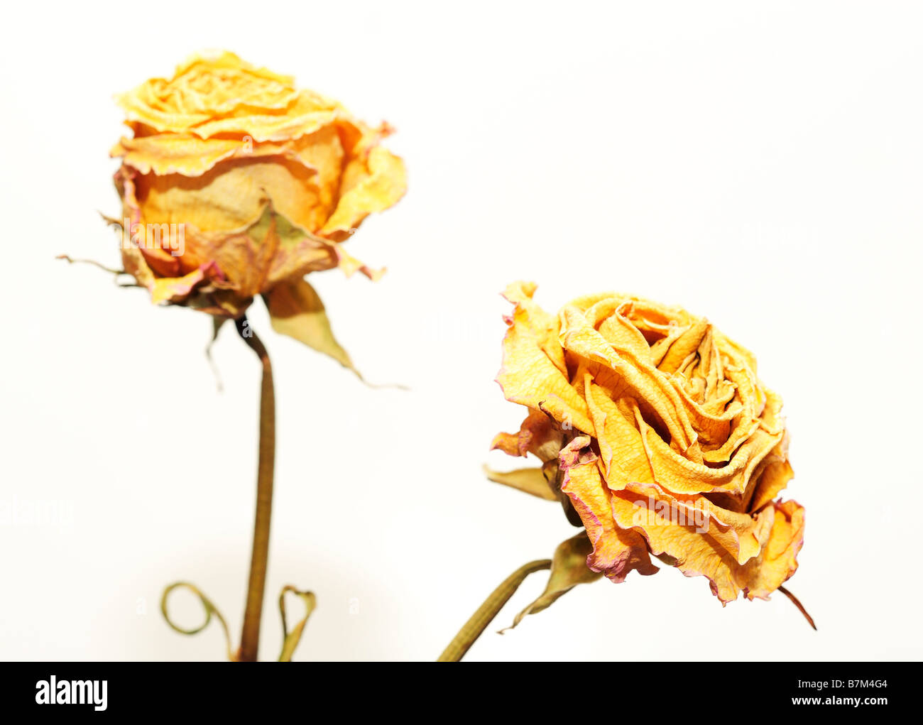 Dried Yellow Rose close up Stock Photo Alamy