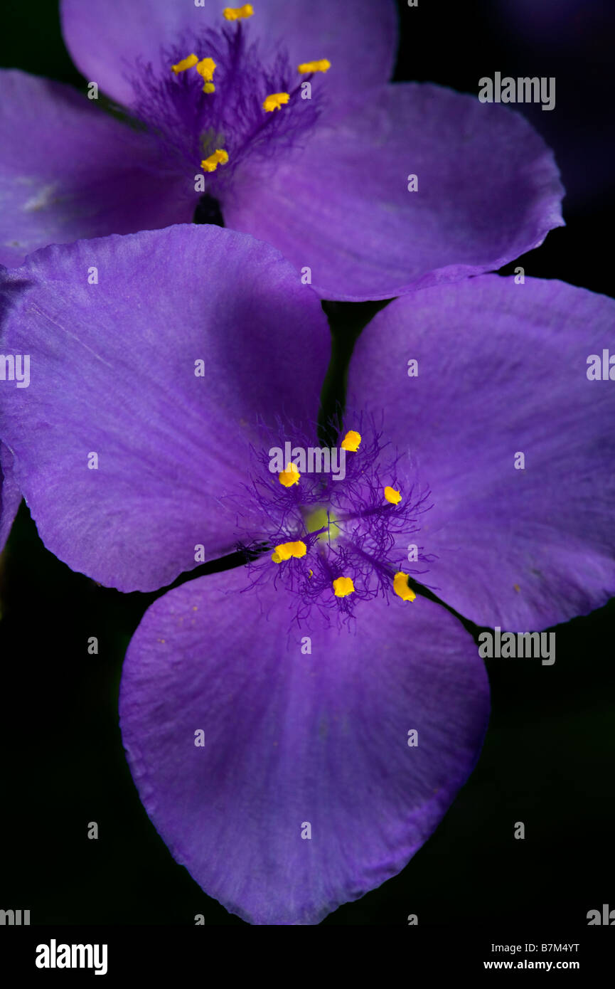 Macro photo of the beautiful blossoms if a spiderwort, Tradescantia Stock Photo