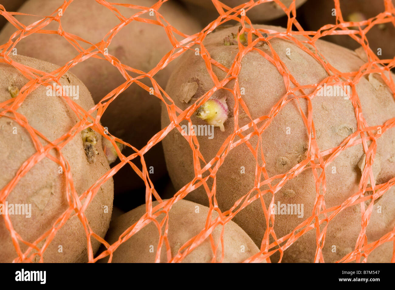 A net sack or bag of red desiree seed potatoes Stock Photo