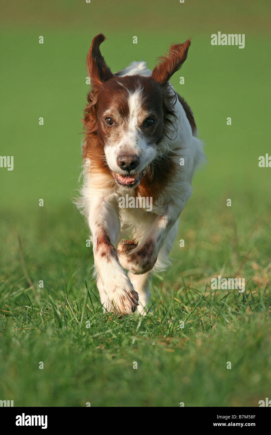 Irish red and white Setter Stock Photo Alamy