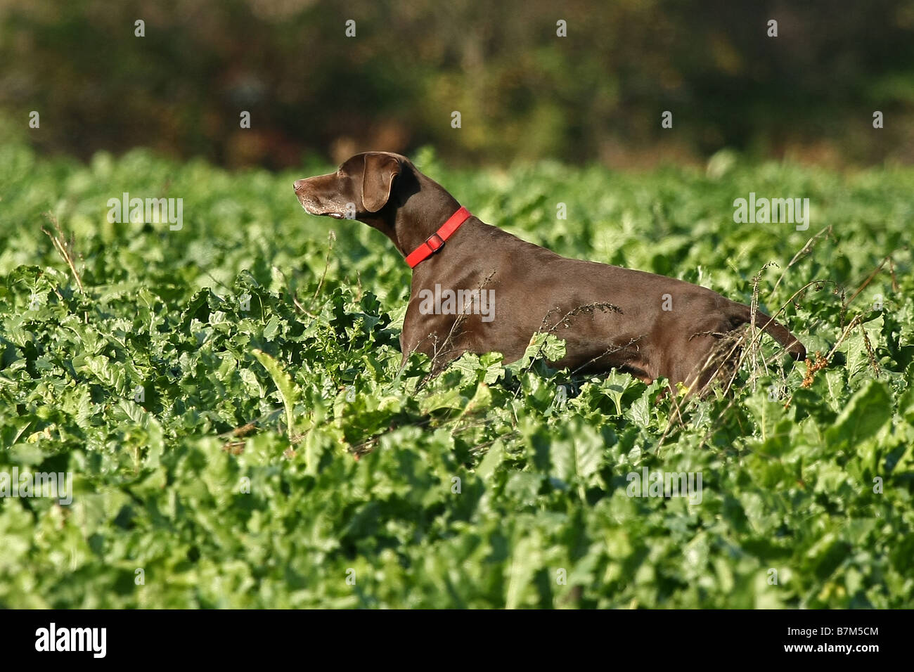 German shorthaired Stock Photo