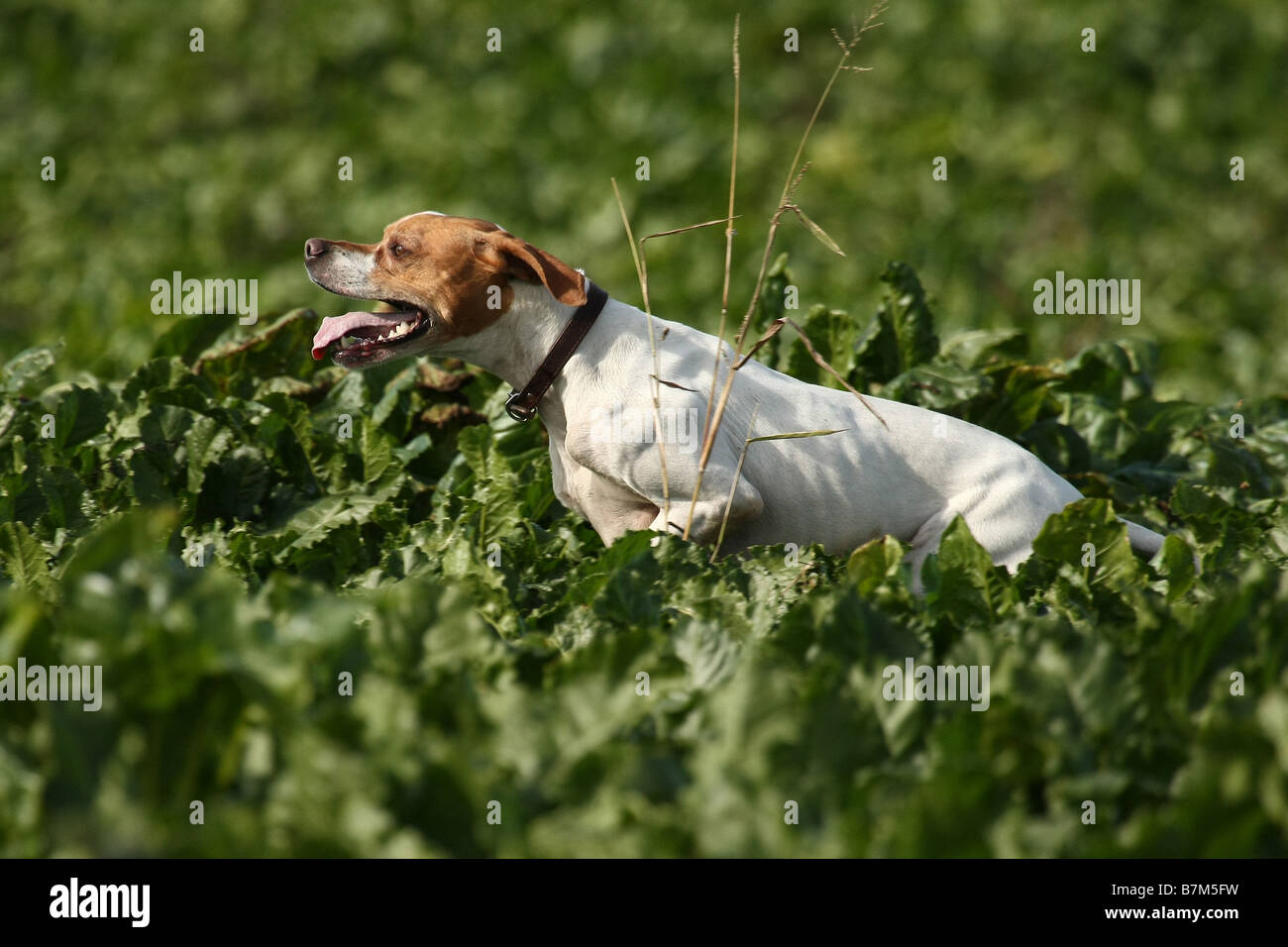 English pointer gun dog hires stock photography and images Alamy