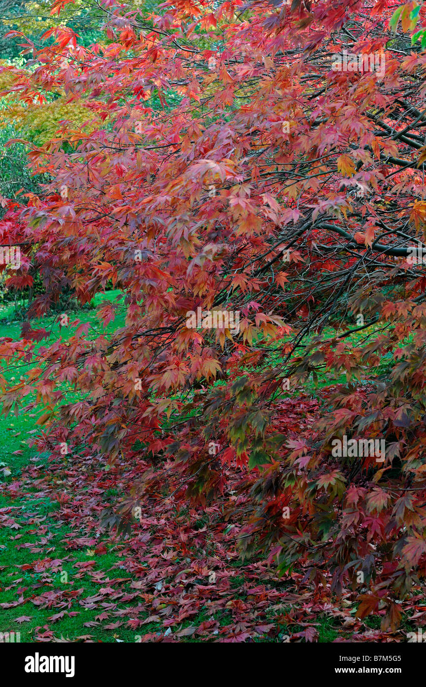 red vibrant coloured acer palmatum leaves autumn autumnal color colour fall Stock Photo