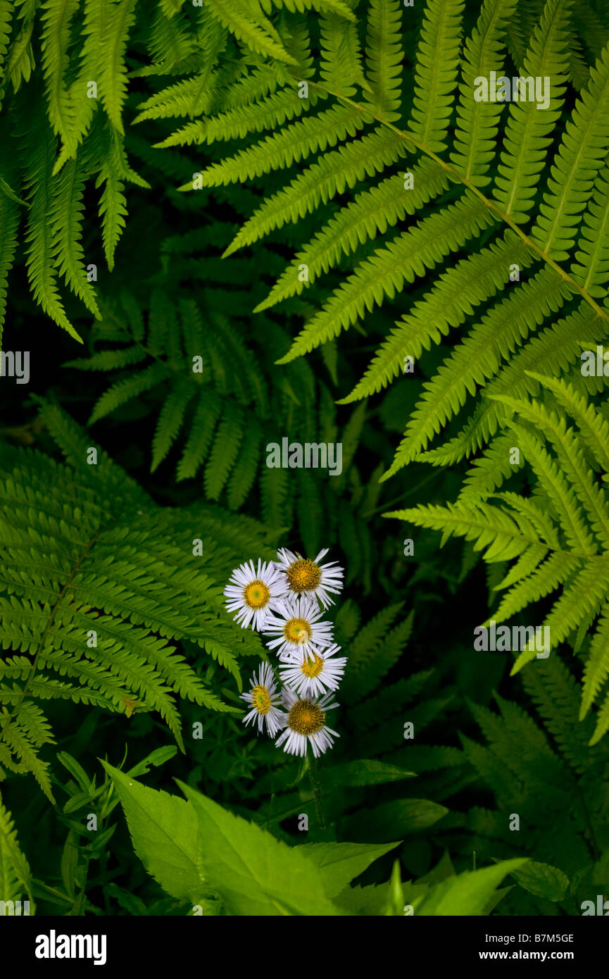 Wild ferns hi-res stock photography and images - Alamy