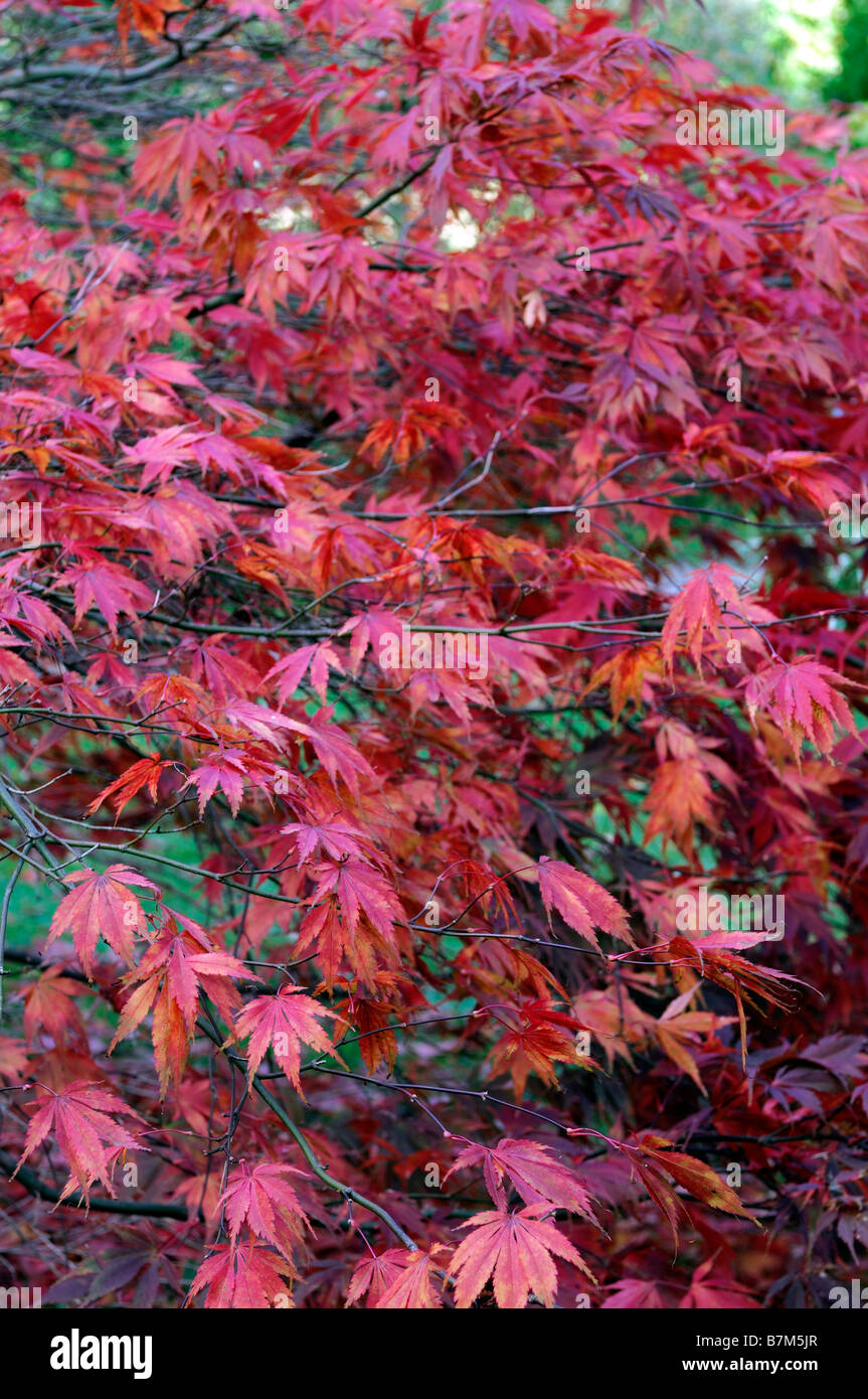 red vibrant coloured acer palmatum leaves autumn autumnal color colour fall dappled light shade lit sunlit Stock Photo