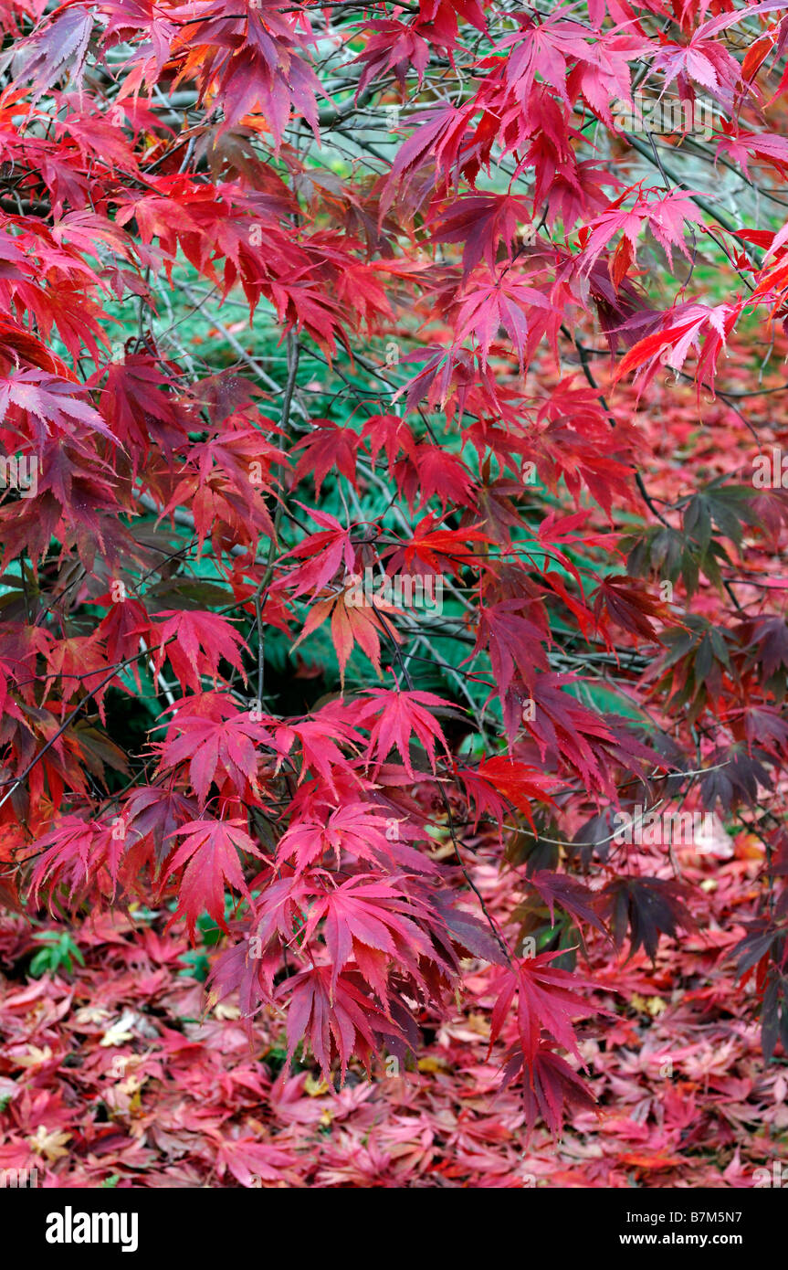 red vibrant coloured acer palmatum leaves autumn autumnal color colour fall dappled light shade lit sunlit Stock Photo