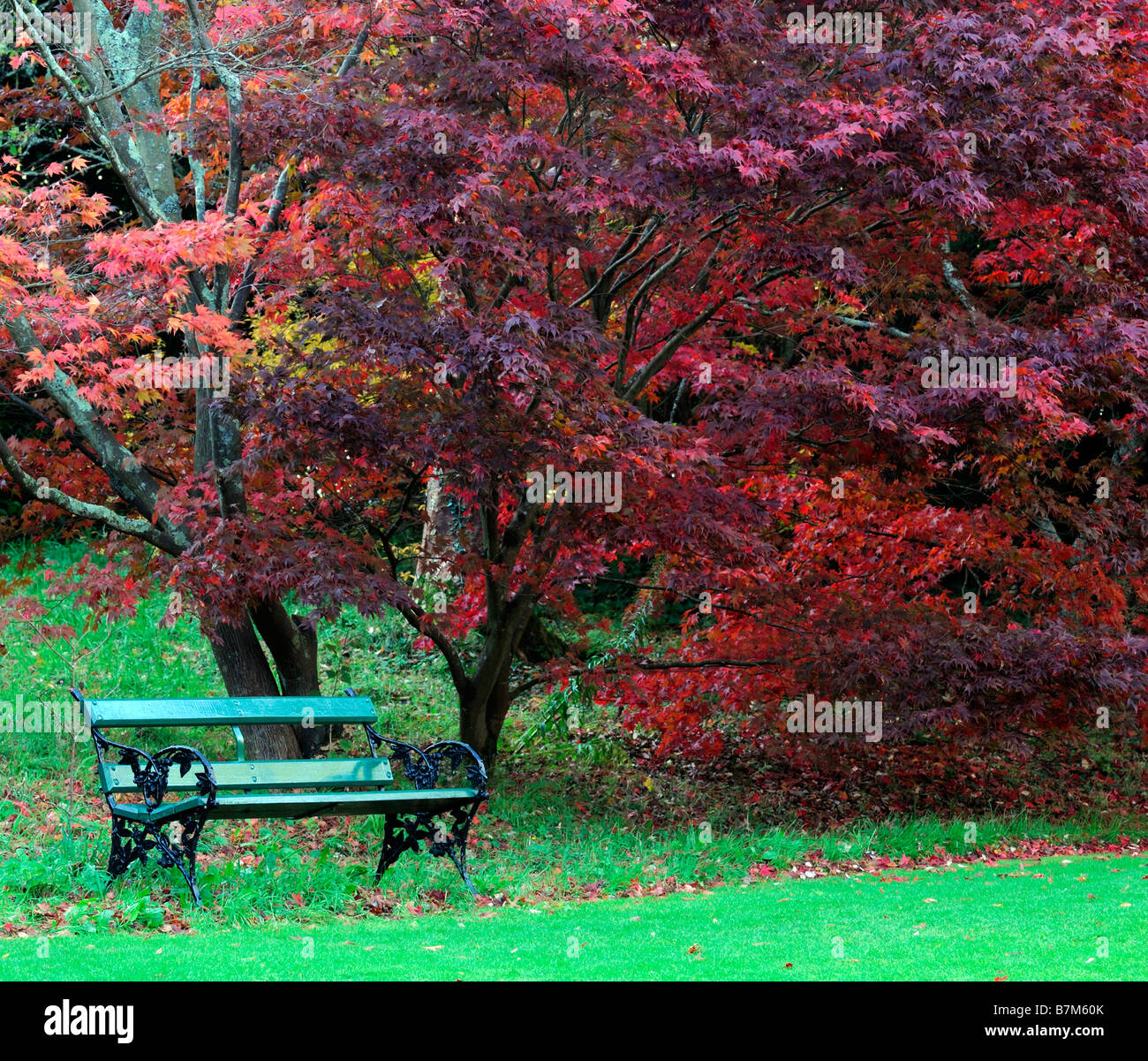 red vibrant coloured acer palmatum tree autumn autumnal color colour fall small green garden seat bench under underneath Stock Photo