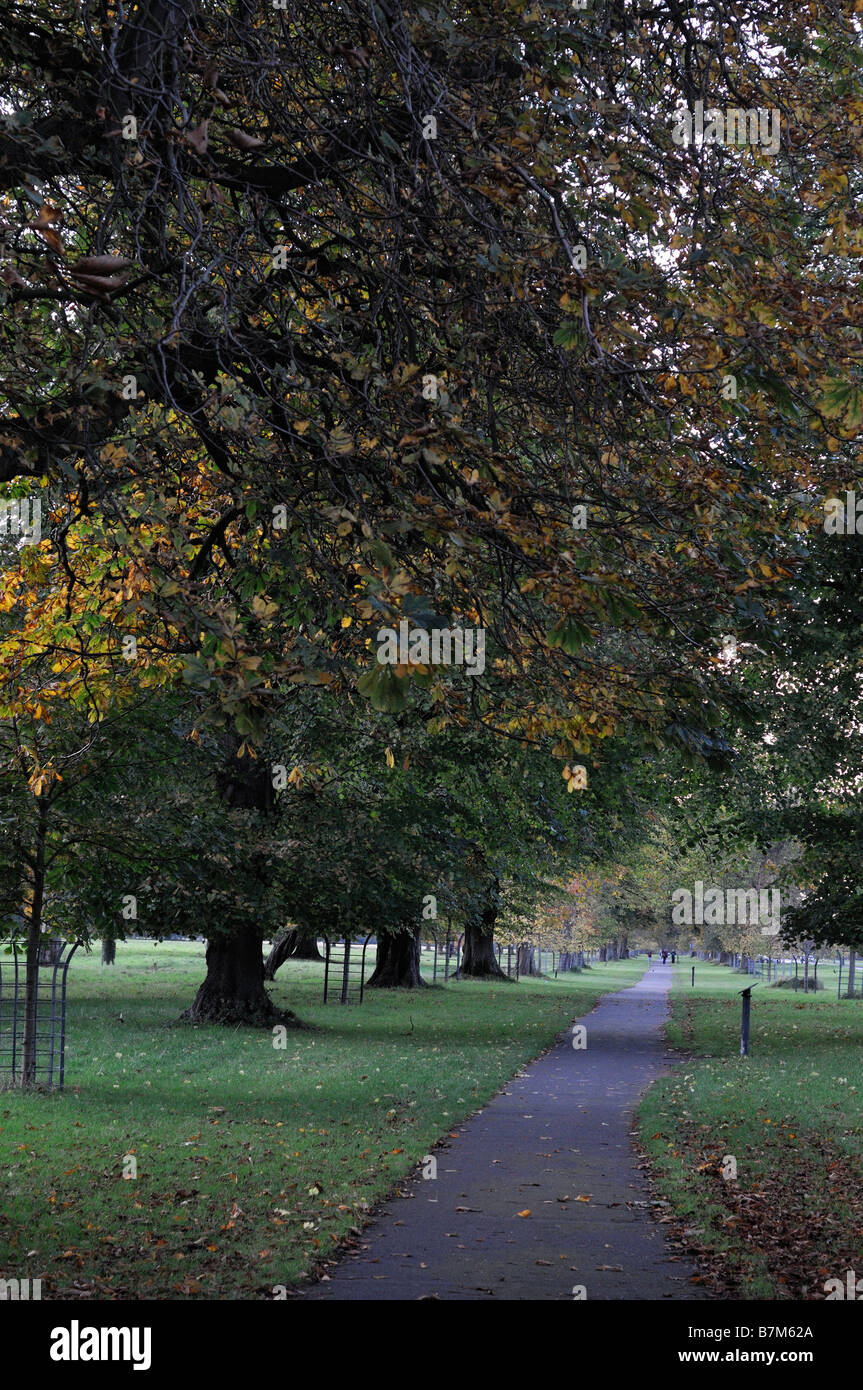 Phoenix Park Dublin Ireland Avenue path walk walkway Horse Chestnut Lime trees autumn autumnal fall color colour Stock Photo