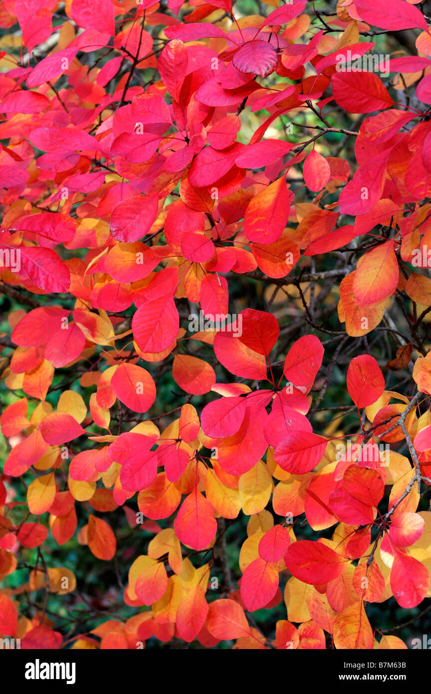 cotinus coggygria smoke tree bush vibrant bright red orange yellow dappled color colour leaves leaf close up detail Stock Photo