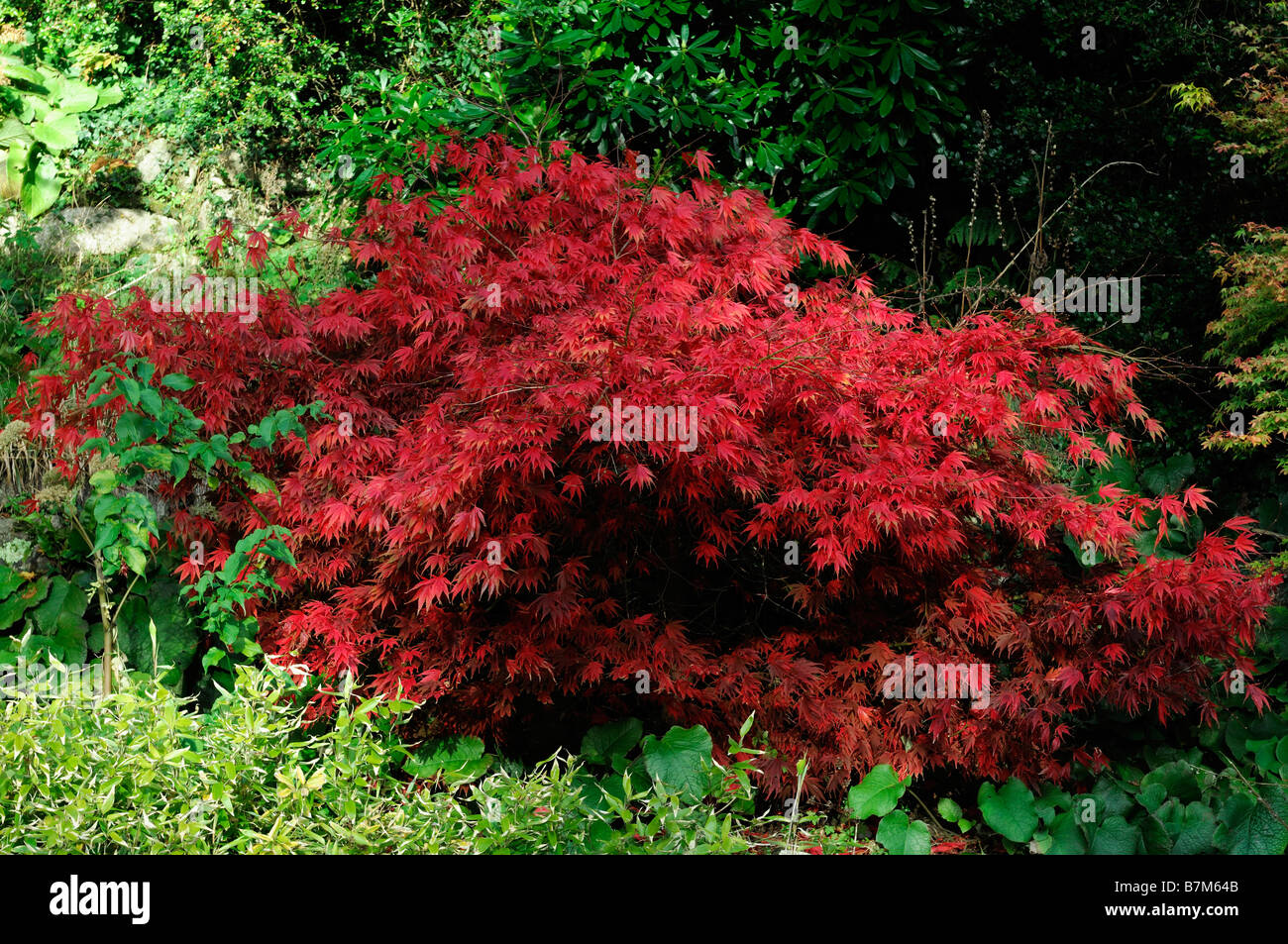 fiery red coloured acer palmatum tree autumn autumnal color colour fall small Stock Photo