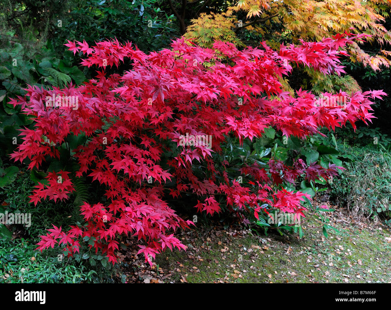 fiery red coloured acer palmatum tree autumn autumnal color colour fall