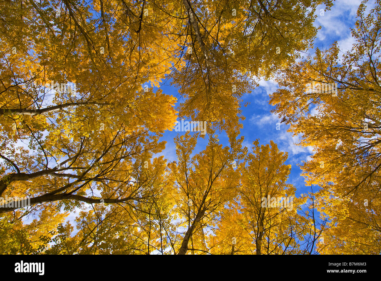Cottonwood Trees In The Yakima River Canyon In The Fall Central