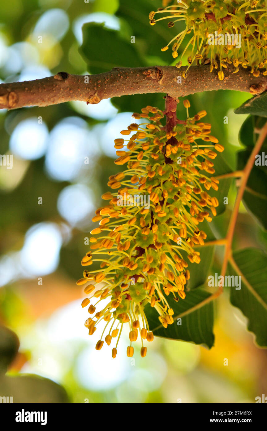 Close up of Carob tree flowers Stock Photo 21957374 Alamy