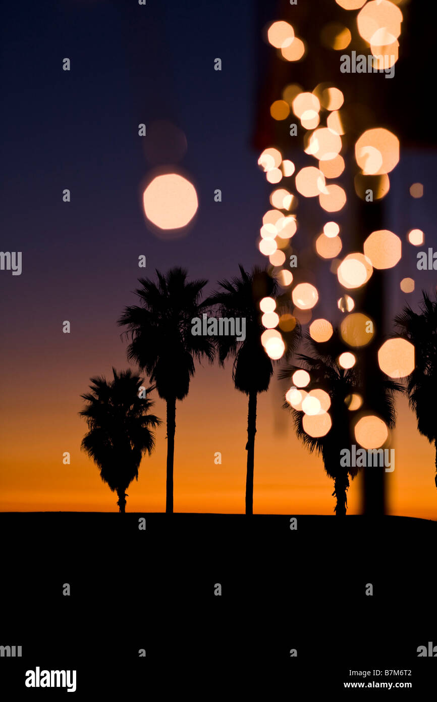 Palm Trees at sunset with Christmas lights Venice Beach Los Angeles
