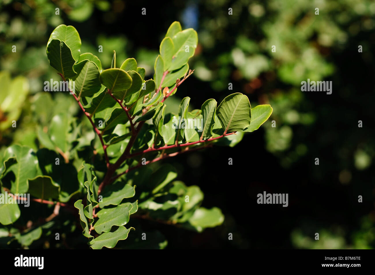 Carob tree leaves and branches Stock Photo Alamy