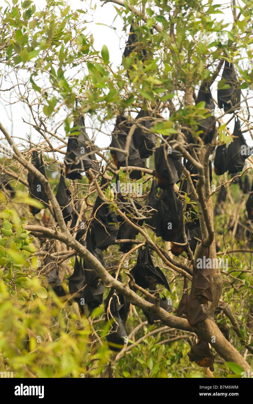 Pteropus scapulatus little red flying fox colony in Mangrove trees ...
