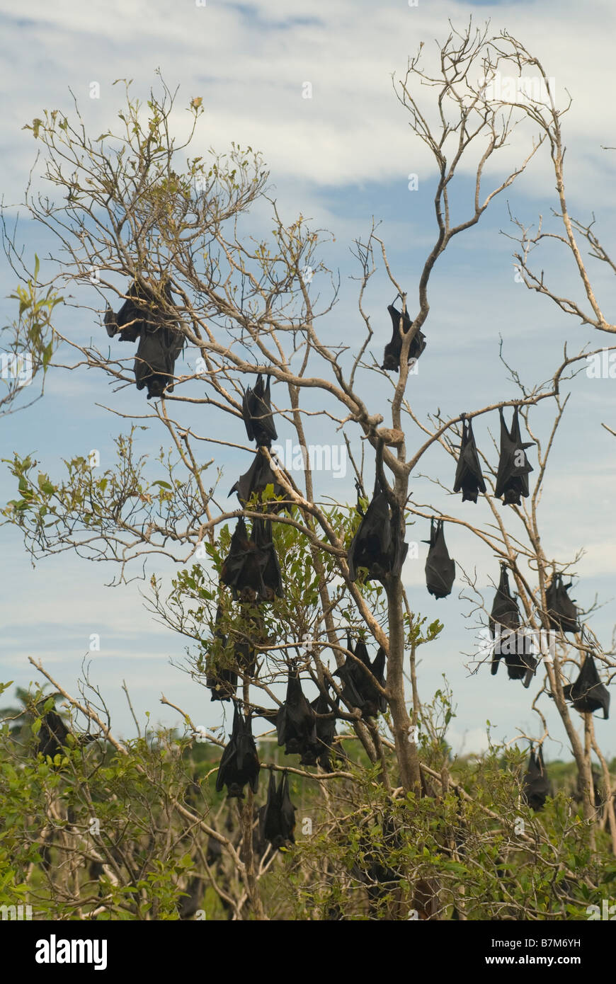 Pteropus scapulatus little red flying fox colony in Mangrove trees ...